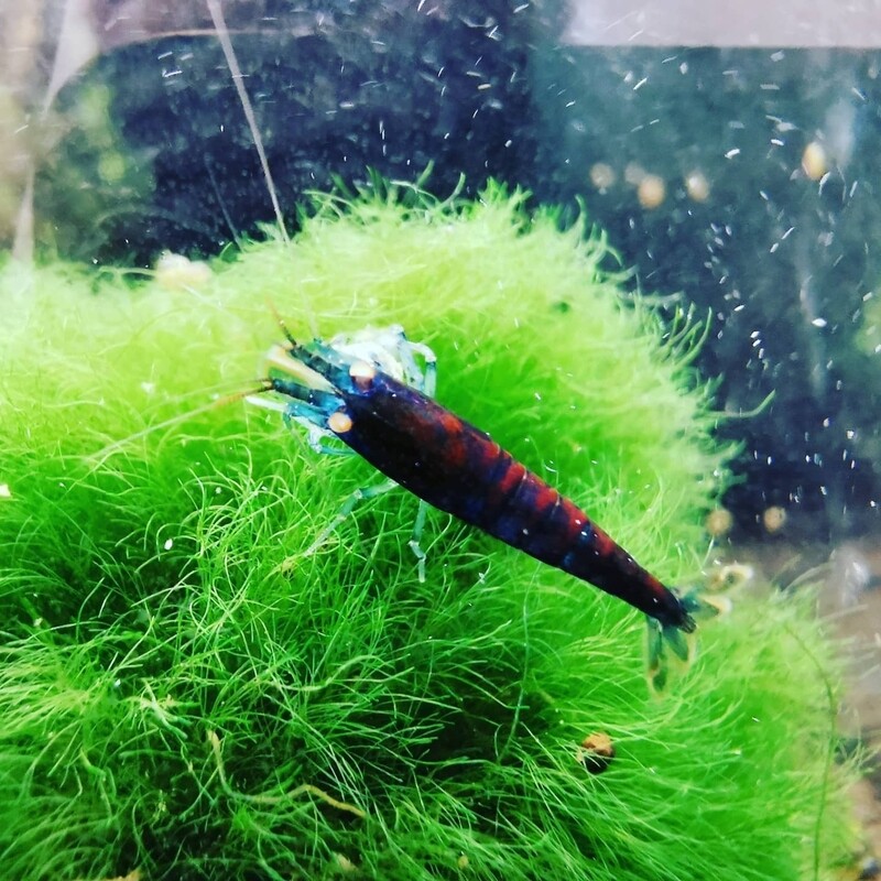 Orange Eye Blue Tiger - Rusty