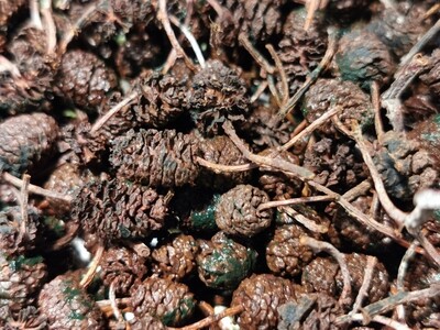 Alkottar med Spirulina