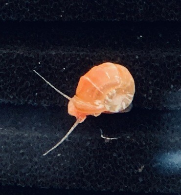 Posthornsnäcka S
