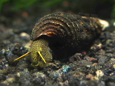 Elefantsnäcka Gulfläckig