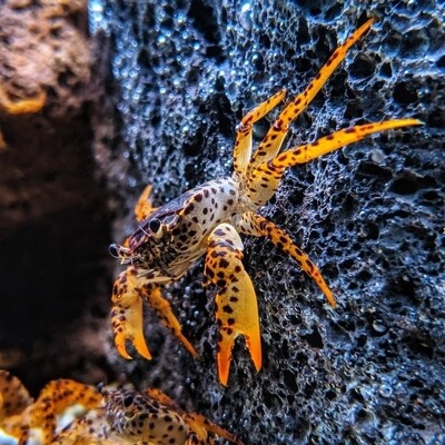 Krabba Panter - Akvatisk