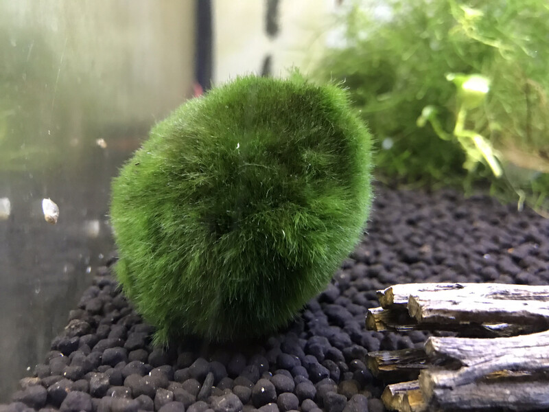 Mossboll M