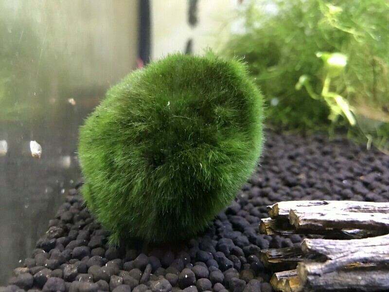 Mossboll L