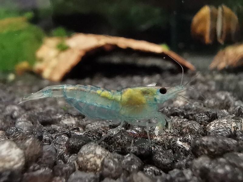 Blue Jelly