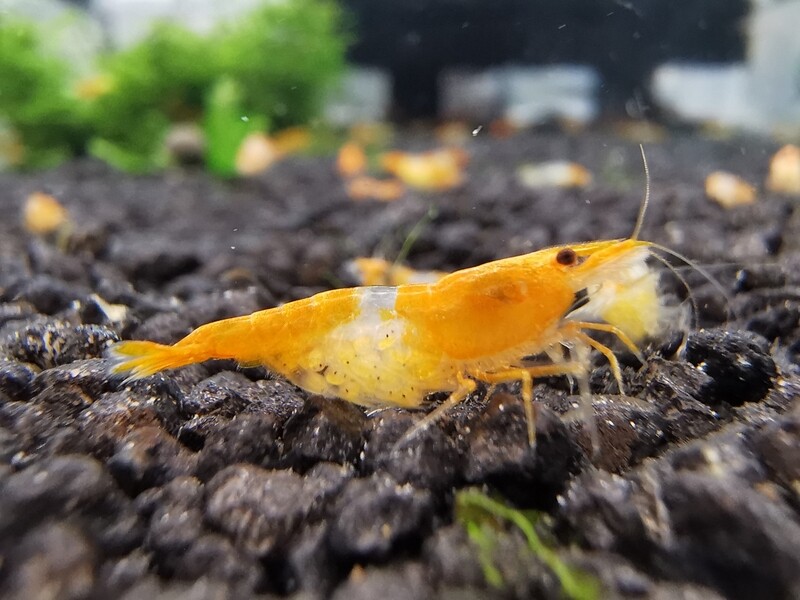 Orange Rili
