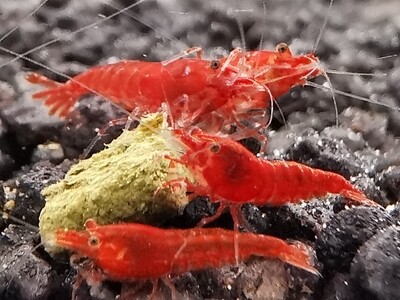 Red Fire