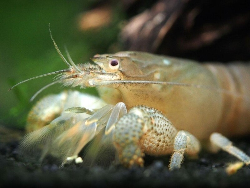 Gabon räka