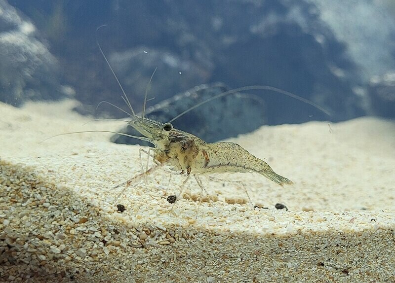 Macrobrachium - Kloräka