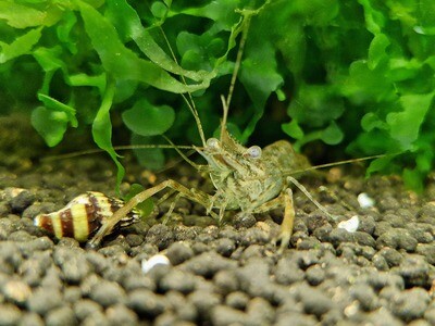 Macrobrachium - Kloräka Macrobrachium - Kloräka