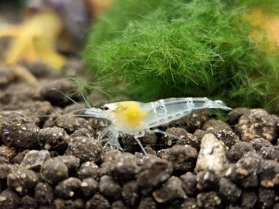 White Bee