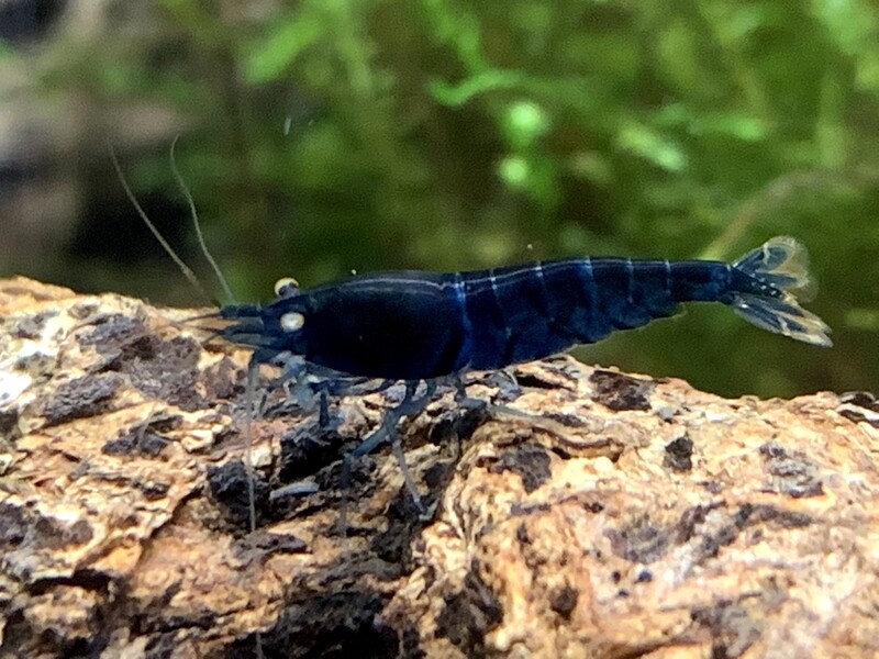 Orange Eye Blue Tiger - Royal
