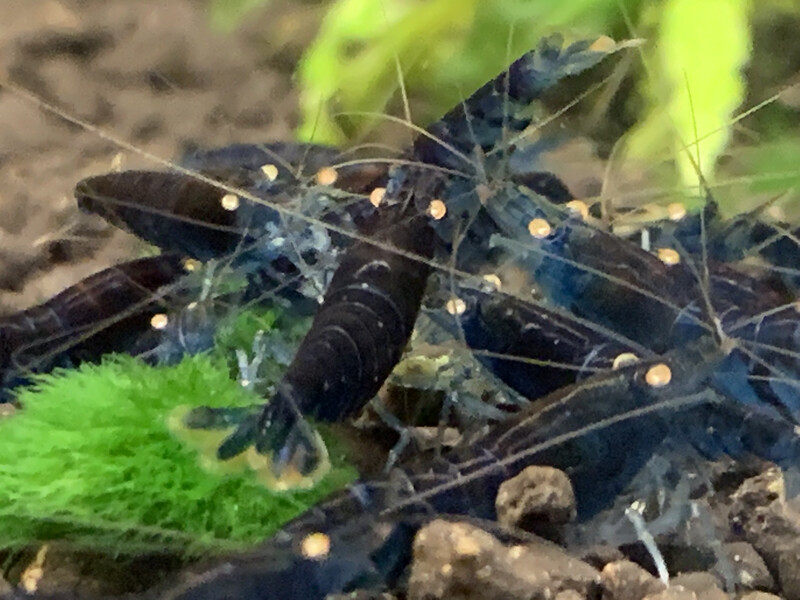Orange Eye Blue Tiger - Royal