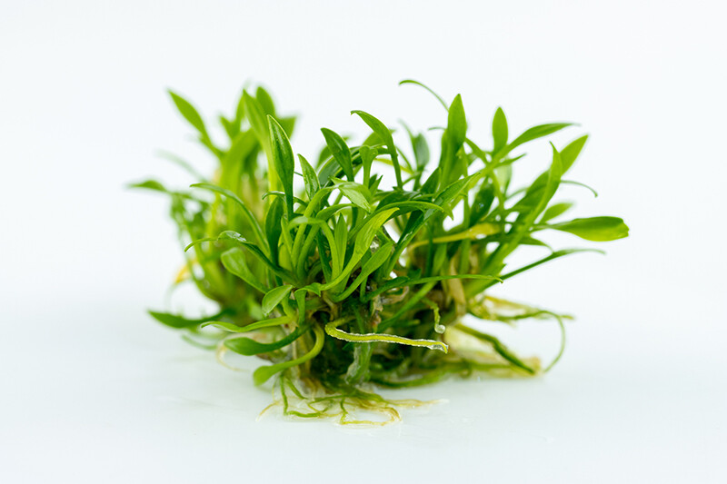 Cryptocoryne parva