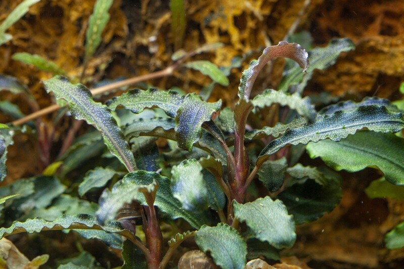 Bucephalandra 'Kedagang'