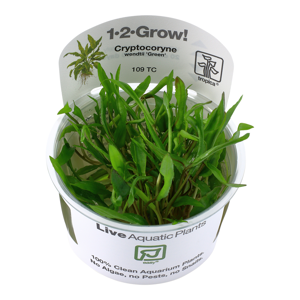 Cryptocoryne wendtii &#39;Green&#39;