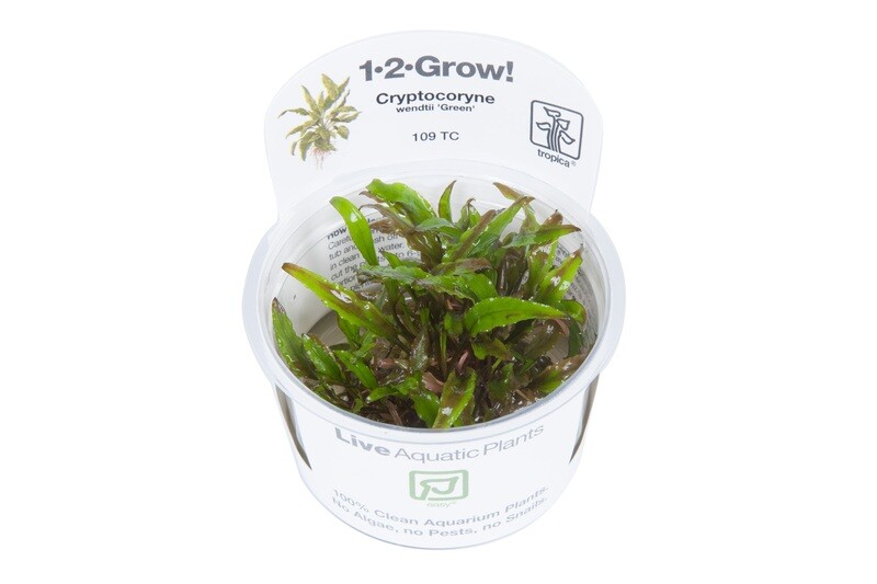 Cryptocoryne wendtii 'Green'