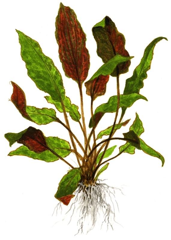 Cryptocoryne wendtii 'Mi Oya'