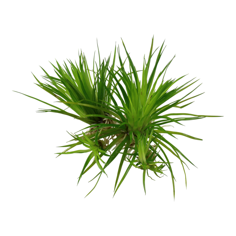 Eriocaulon cinereum