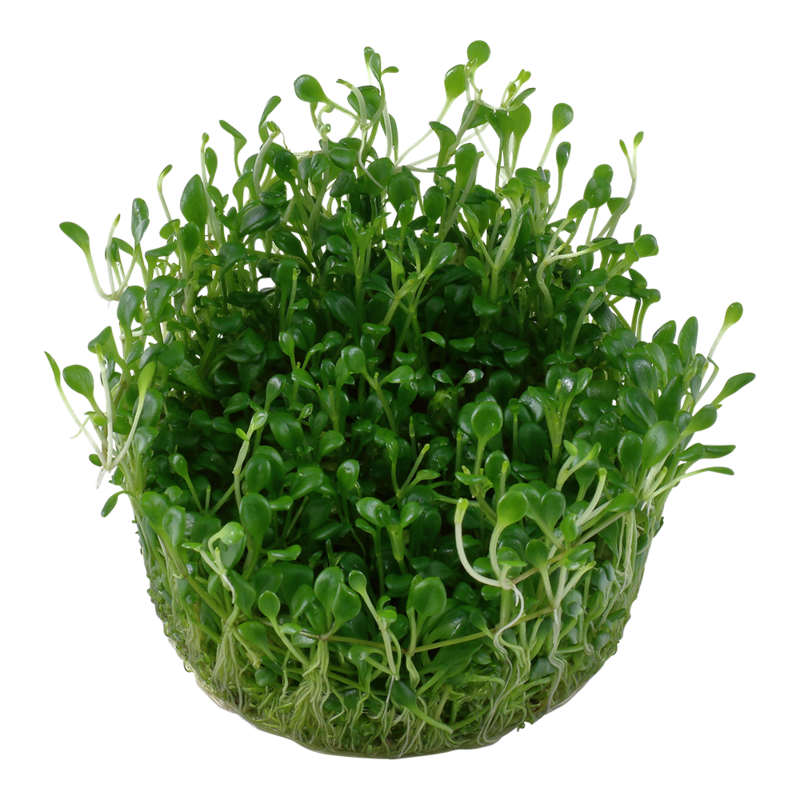 Glossostigma elatinoides