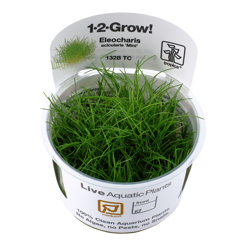 Eleocharis pusilla