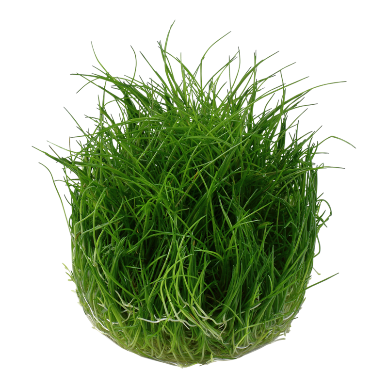 Eleocharis pusilla