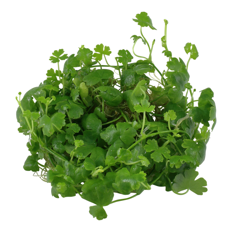 Hydrocotyle tripartita