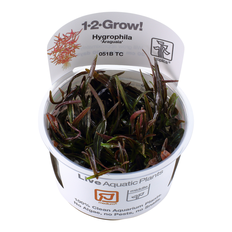 Hygrophila lancea &#39;Araguaia&#39;
