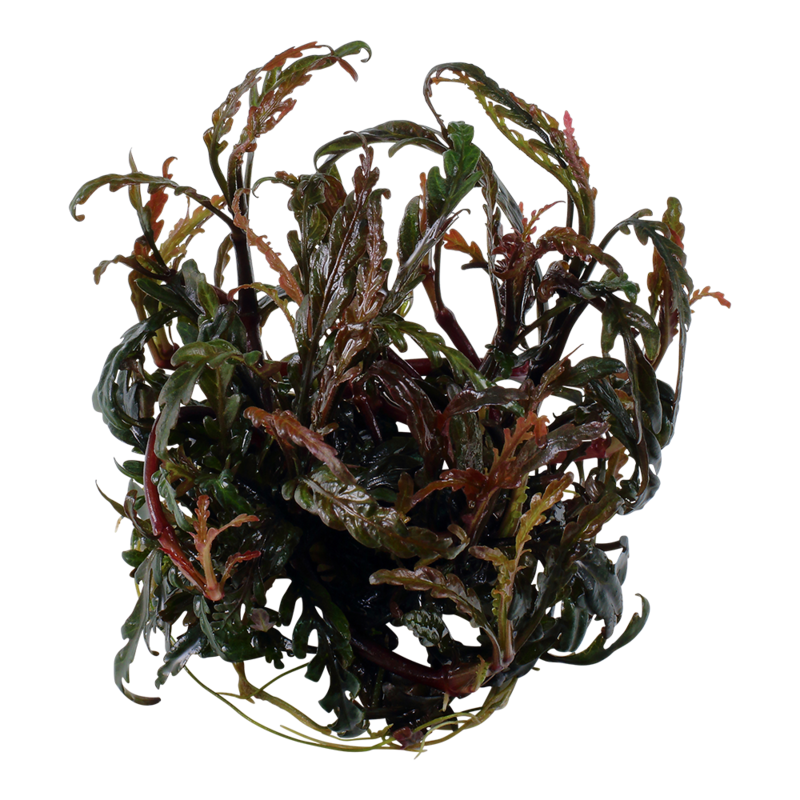 Hygrophila pinnatifida