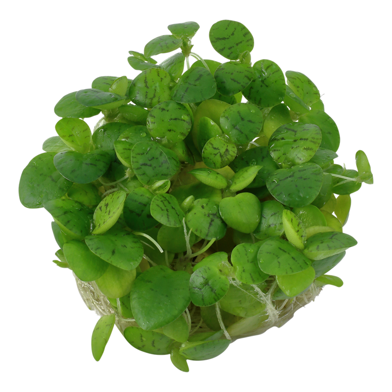 Limnobium laevigatum