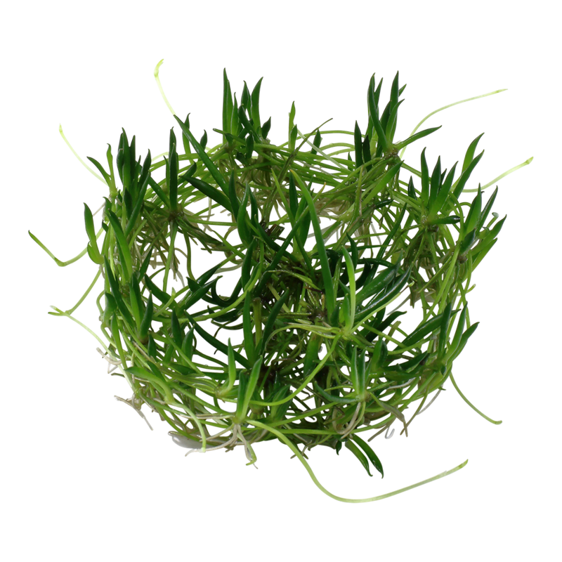 Littorella uniflora
