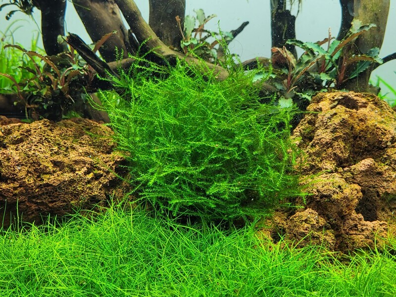 Leptodictyum riparium mossa