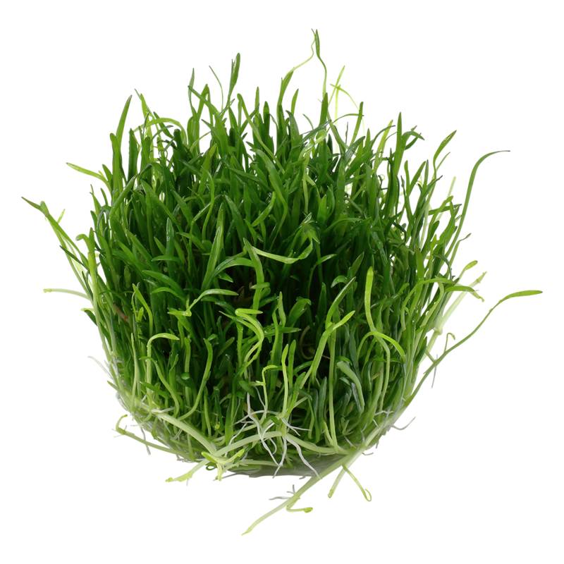 Lilaeopsis brasiliensis
