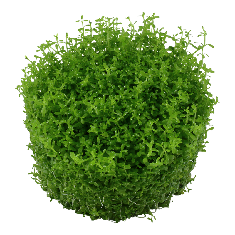 Micranthemum callitrichoides 'Cuba'