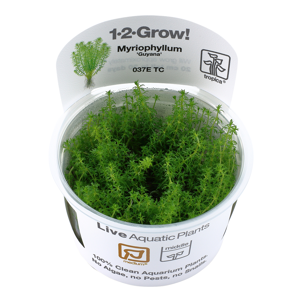 Myriophyllum sp. &#39;Guyana&#39;
