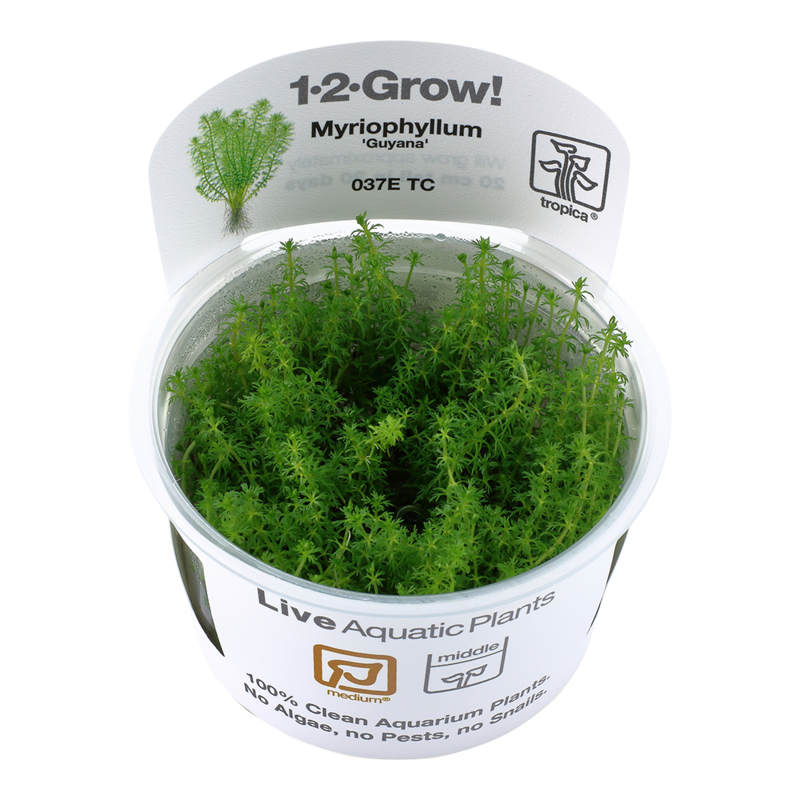 Myriophyllum sp. &#39;Guyana&#39;
