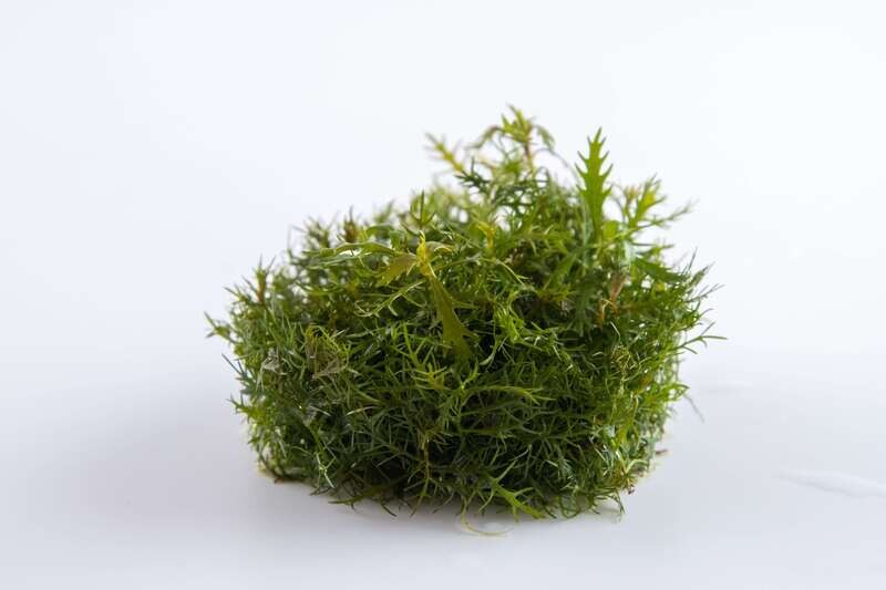 Proserpinaca palustris 'Cuba'
