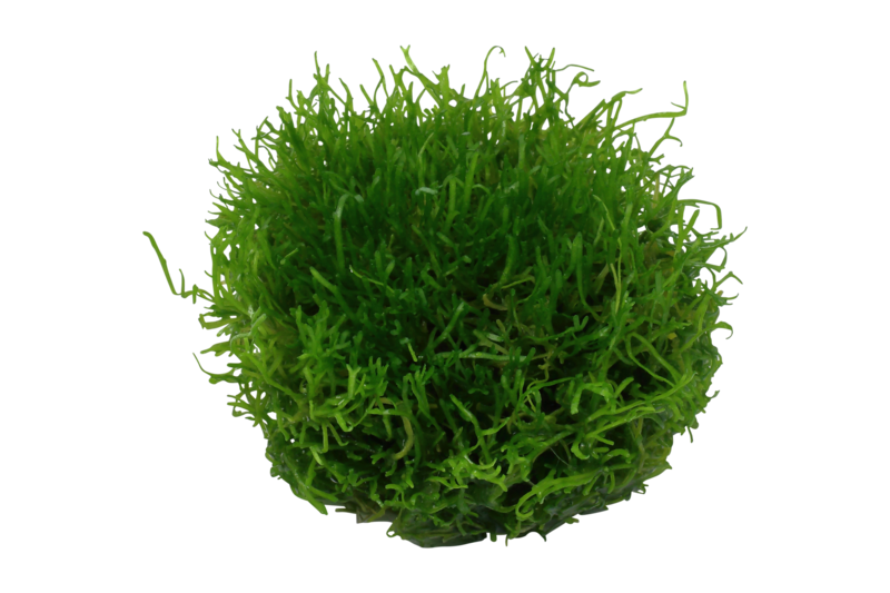 Riccia fluitans mossa