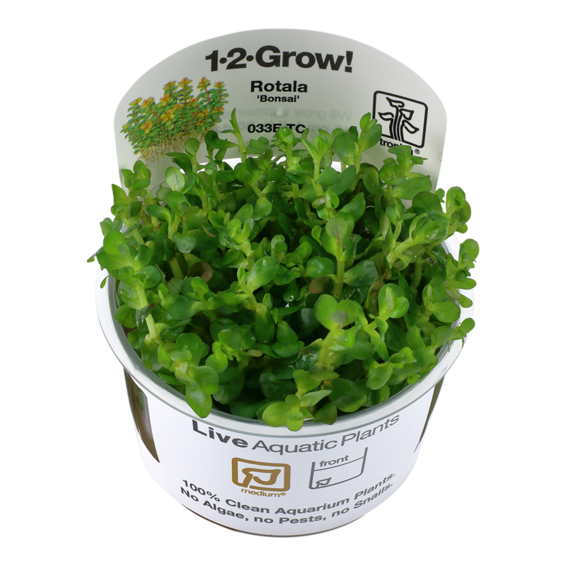 Rotala indica &#39;Bonsai&#39;