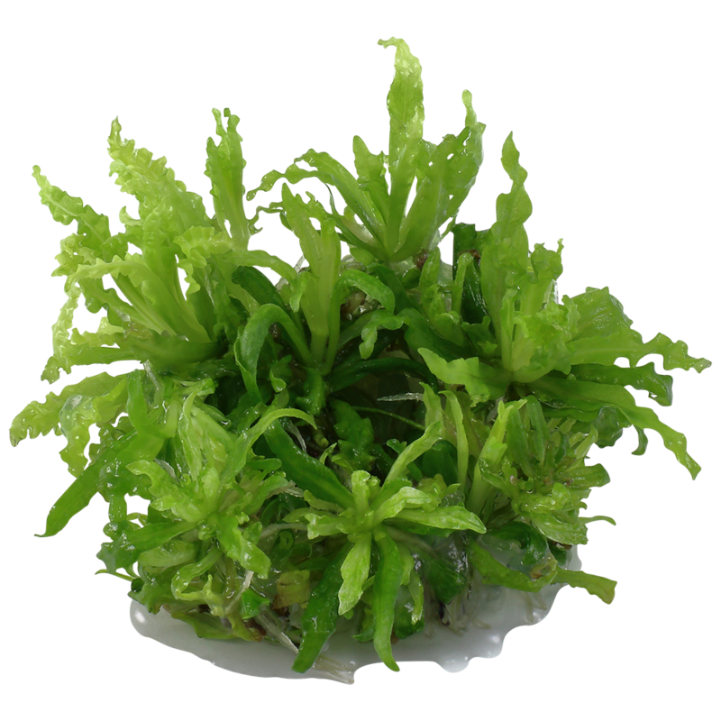 Pogostemon helferi