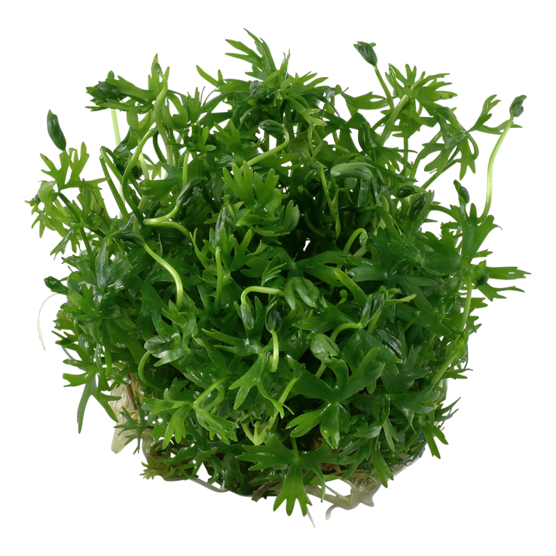 Ranunculus inundatus