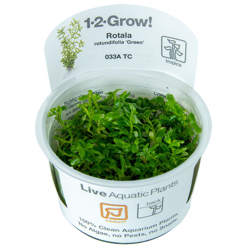 Rotala rotundifolia &#39;Green&#39;
