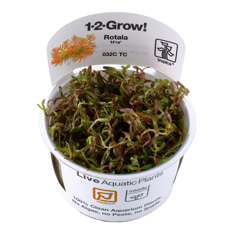 Rotala rotundifolia &#39;H&#39;ra&#39;