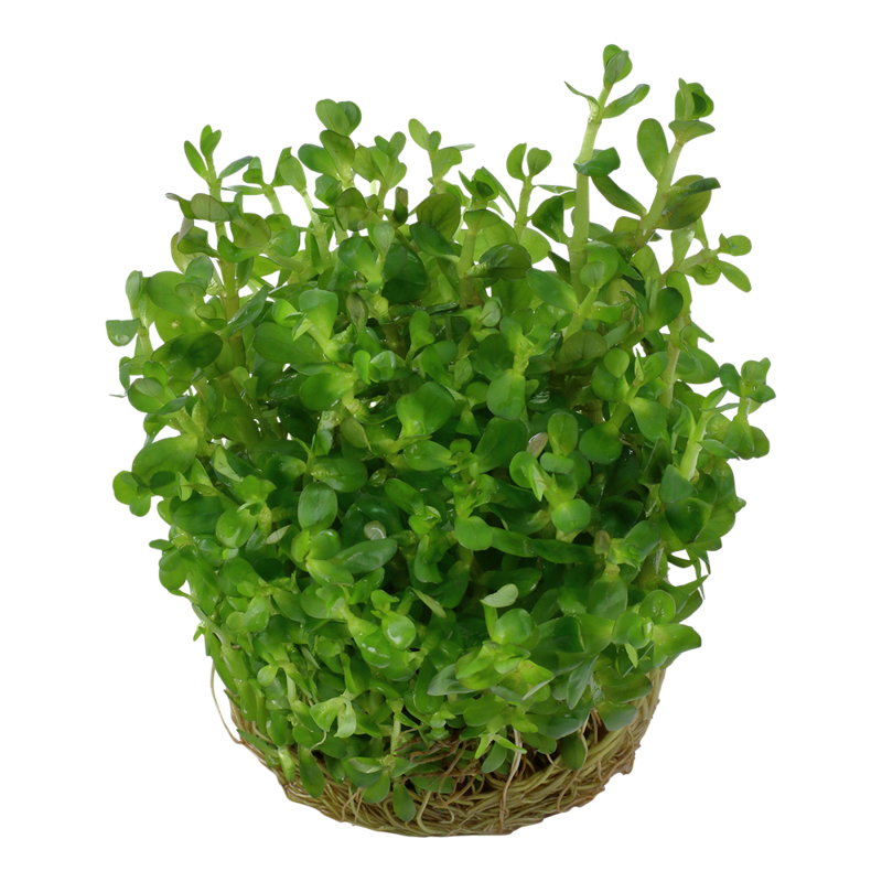 Rotala indica 'Bonsai'