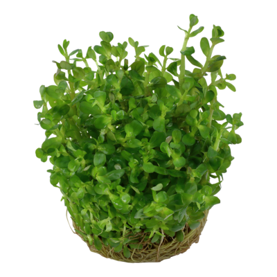 Rotala indica 'Bonsai'
