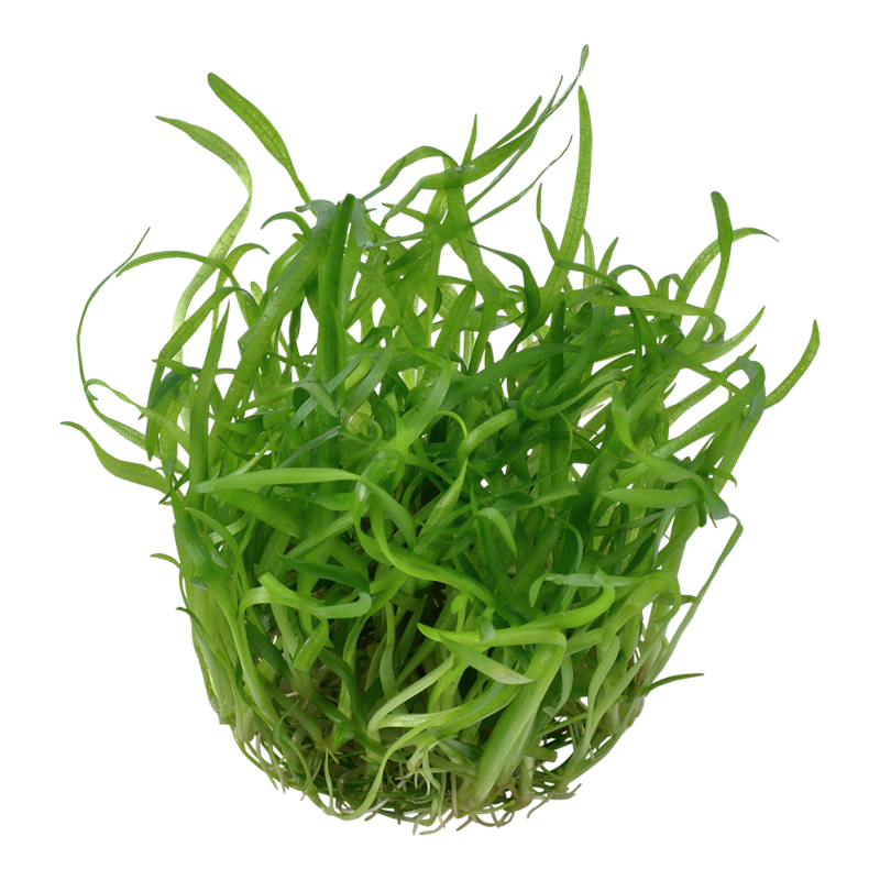 Sagittaria subulata