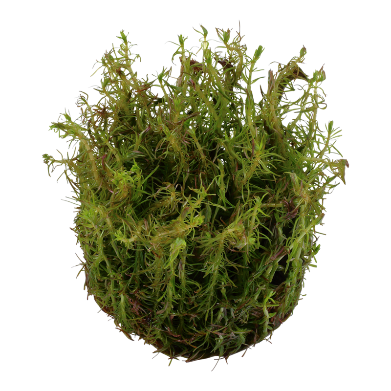 Rotala wallichii