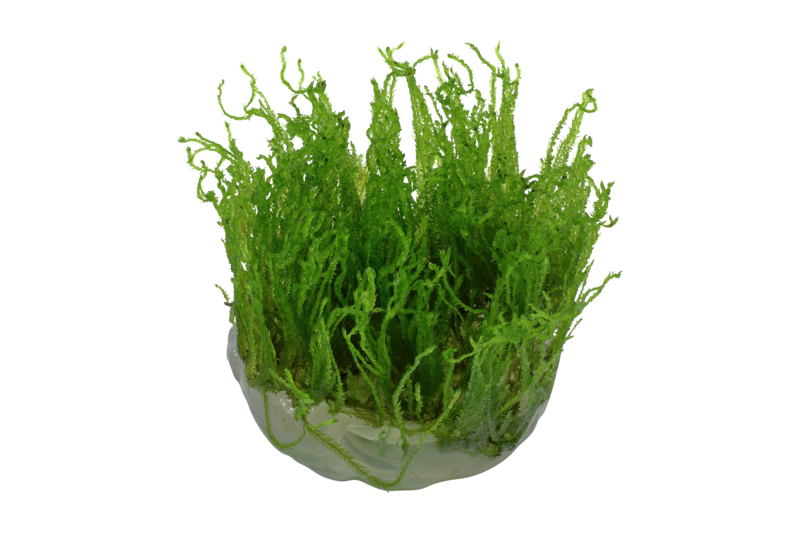 Taxiphyllum alternans 'Taiwan' mossa