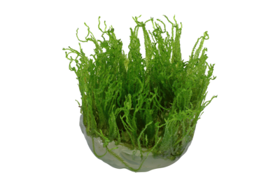 Taxiphyllum alternans 'Taiwan' mossa