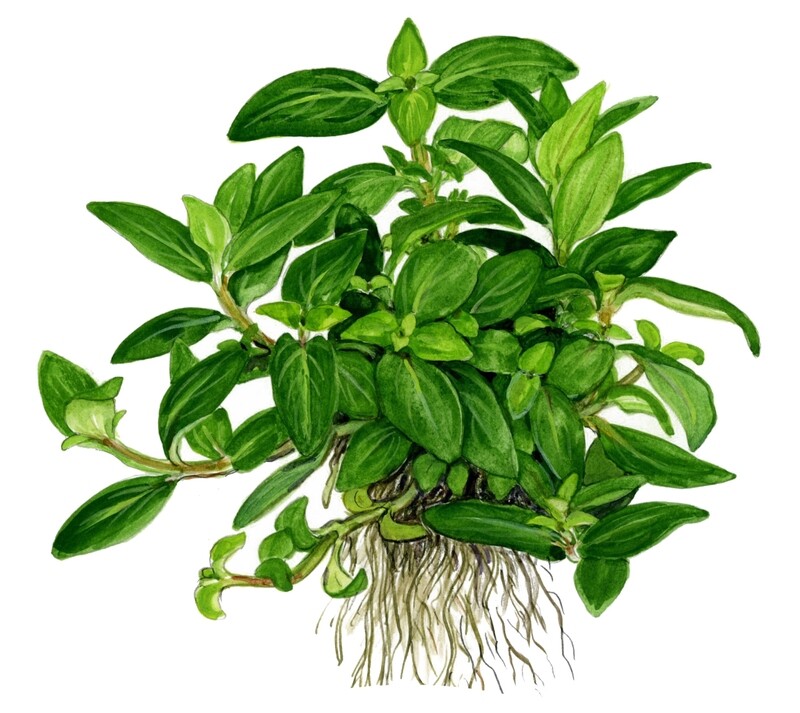 Staurogyne repens