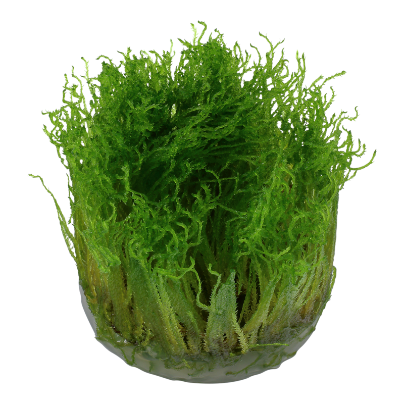 Taxiphyllum 'Spiky' mossa